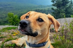 Podrick at the top of Hurricane Mountain