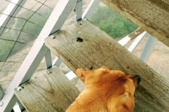 Podrick climbing the stairs at Hurricane Mountain Fire Tower