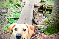 Podrick on Trail hiking Hurricane Mountain