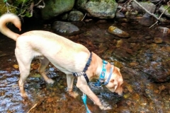 Podrick in puddle of water