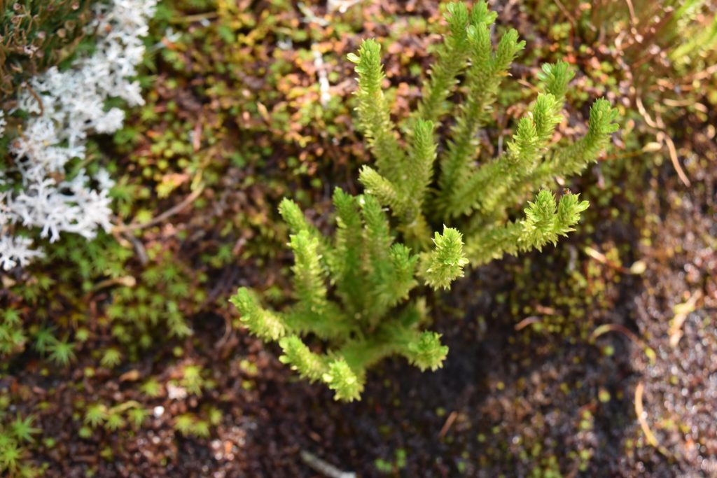 Mountain Firmoss